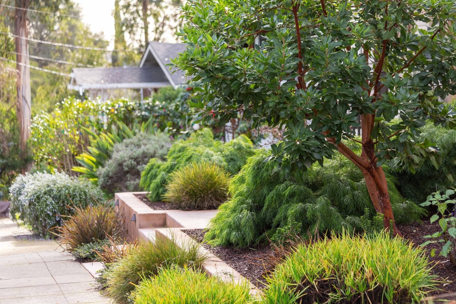 Lush drought-tolerant East Bay front garden with a Craftsman home behind